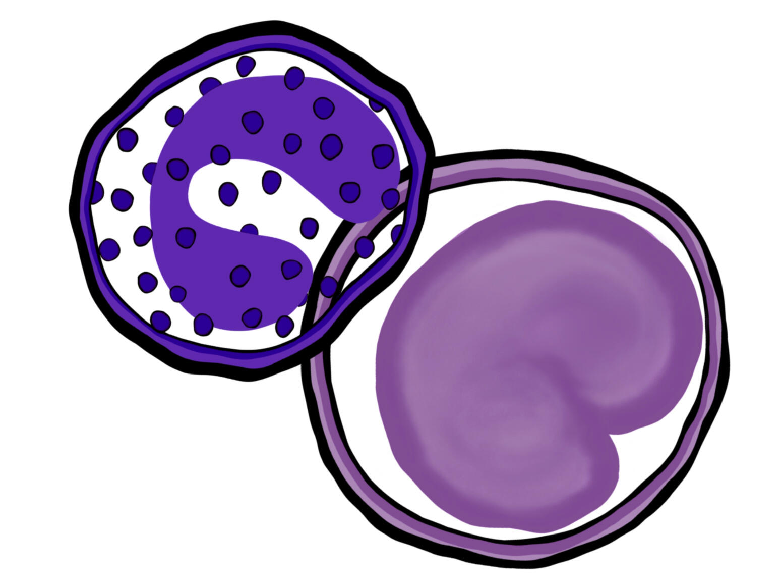 Hematology_White Blood Cells